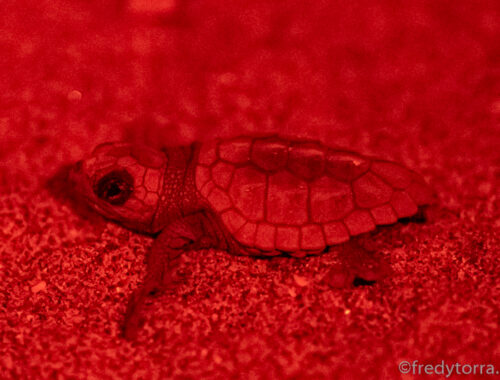 tortuga boba marbella