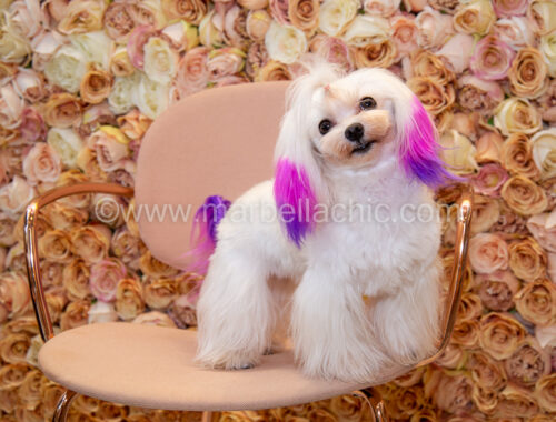 rosas café marbella