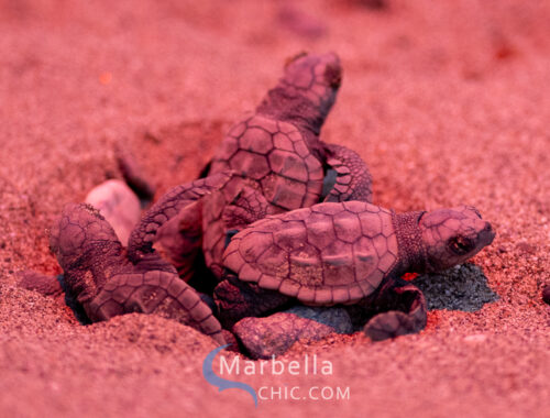 Nacimiento de Tortugas de mar Caretta caretta en Marbella