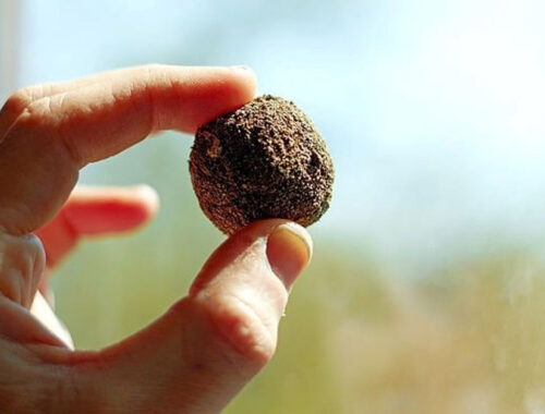 ProDunas Produnas Marbella presenta proyecto que no necesita agua